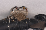 hungry IMG_1940m.jpg