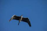Heron 2