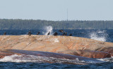 Cormorants