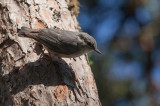 IMG_5523.jpg