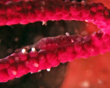 Neopontonides