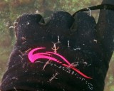 IMG_3127_skeletonshrimp_ccox.jpg