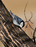 Apr-2015-White-Breasted-Nuthatch.jpg
