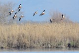 coots_and_ducks