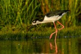 Stilts