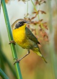 Common Yellow Throad
