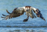 Ospreys