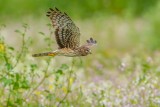 Harriers