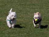 P3310025 Dog park Fun