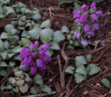 P4100008 Lamium Maculata