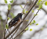 _1110584 Eastern Towhee.jpg