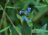 SIL00030 Forget Me Nots