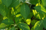 SIL00046 Hydrangea Leaves