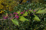 20141026_104036 Beauty Berry