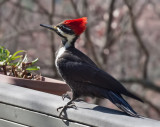 _B290008 Mrs Pileated
