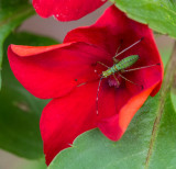 P1120864 Katydid Nymph in Impatiens