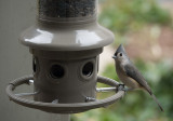 P1070255 Burst Mode Titmouse