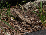 Gutsy little eastern fence lizard