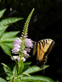 P1100383 Eastern Tiger Swallowtail