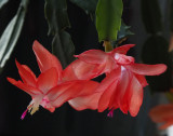 P1290032 Schlumbergera
