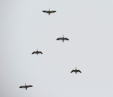 Goose Snow 021415 b.JPG