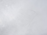 Goose Snow 021415 e.JPG