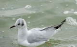 Gull Bonepartes 021415 a.JPG