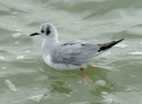Gull Bonepartes 021415 c.JPG