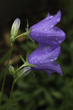 Campagnule à fleurs de pêcher