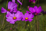 Cosmos bipenné / Garden cosmos (Cosmos bipinnatus)