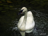 Trumpter Swan