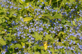 Forget me nots.