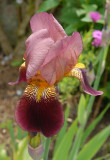 An unusual coloured lily