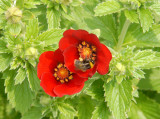 Not sure of the name of this flower, but a bee took time to visit.
