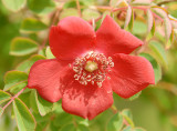Dog Rose.
