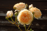 Rose in our garden.