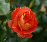The last red rose in the garden.