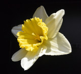 Daffodil