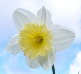 Daffodil.