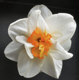 Daffodil.