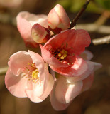 Quince blossom