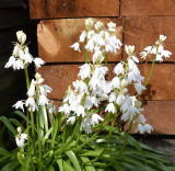 Whitebells.