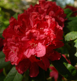 Rhododendron.