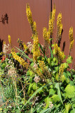 Flowers in the garden.