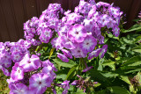 Phlox.