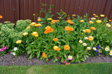 Marigold border.