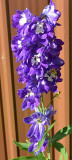 Delphinium.