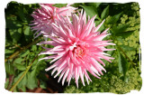Pink Dahlia.