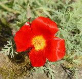 A lone flower.