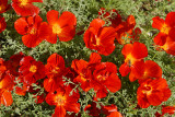 Unknown flowers.